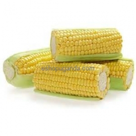 Fresh Corn (1kg)