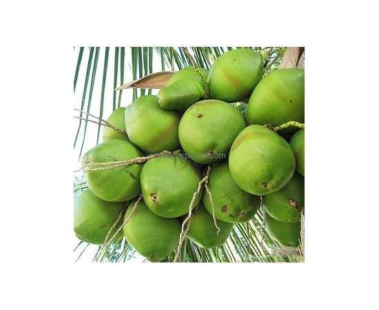 Green Coconut (each)